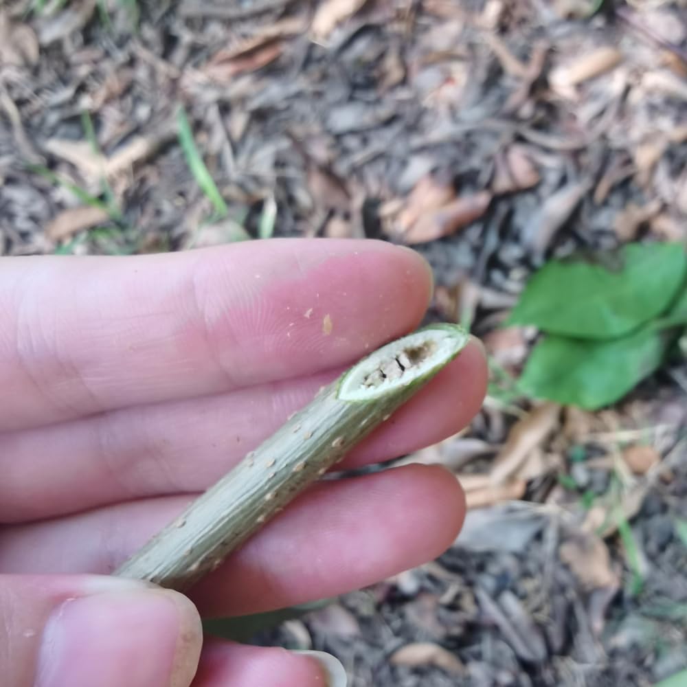 Durable Bonsai Plant Tree Scissors Trimming Cutting Tool Set With Green Storage Bag Pruning Tools Garden Accessories