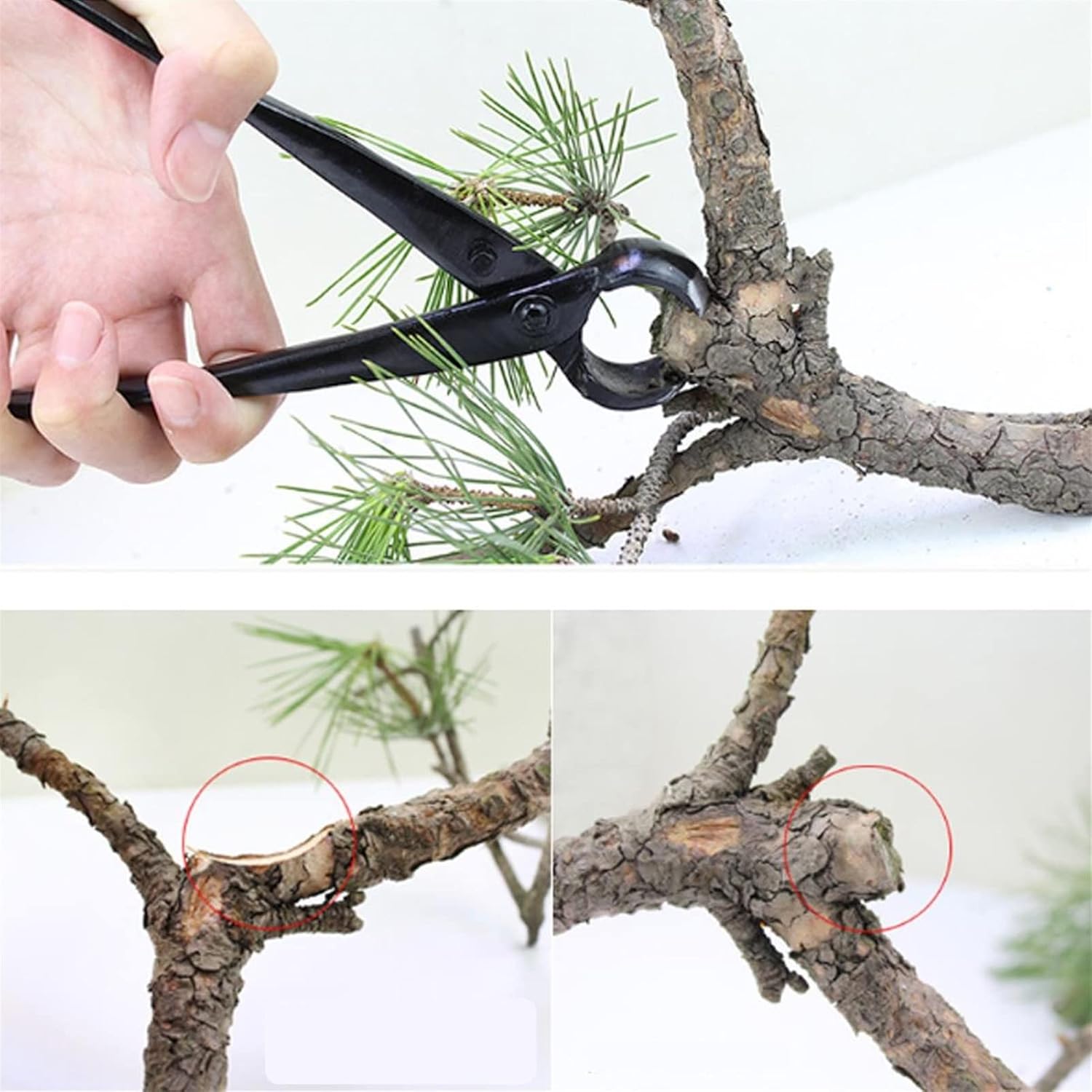 Trimming Tool Round Edge Cutter Beginner Bonsai Tools Multi - Function As Branch Cutter and Knob Cutter 210 mm Carbon Steel and Versatile.