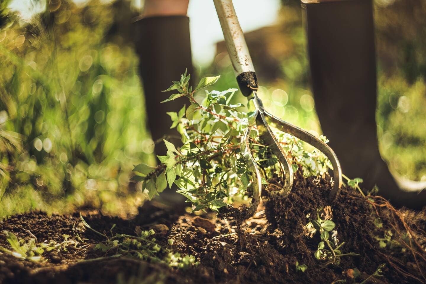 Fiskars Xact Cultivator 3 prongs 150 mm, for Optimal Cultivation of the Soil, Length: 172 cm, Width: 14.8 cm, Black/Orange, Stainless Steel/Plastic/Aluminium, 1027040